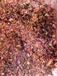 Redwine and Garlic Flavour