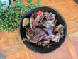 Teriyaki Biltong